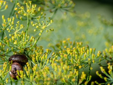 Çiçeklerde duvar kağıdı salyangozları. Yeşil arka plan.