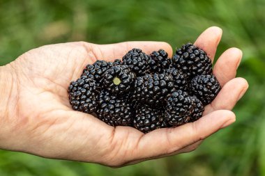 Avuç içinde olgunlaşmış böğürtlen