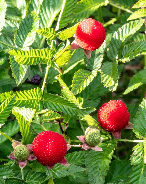 Hybrid Strawberries Raspberries Close Background Green Leaves Three Berries — Stock Photo, Image