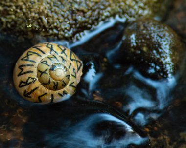 Shell with Norse runes in evening river water. clipart