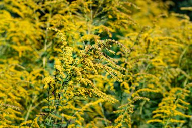 Sarı çiçeklerle tarla. Bulanık -lık.