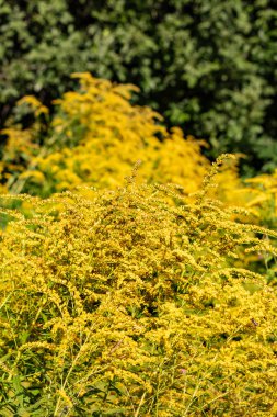 Sarı çiçeklerle tarla. Bulanık -lık.