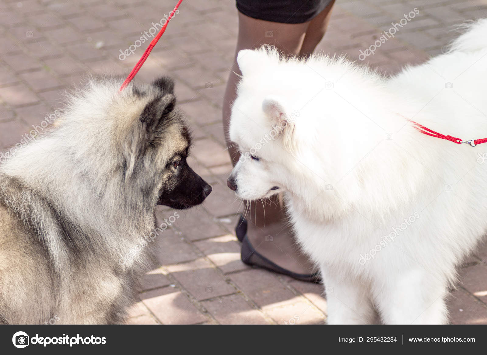 samoyed keeshond