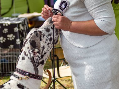 Köpek sergisi üzerinde Köpek büyük dane