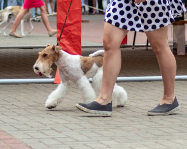 Köpek tilki terrier köpekler sergi