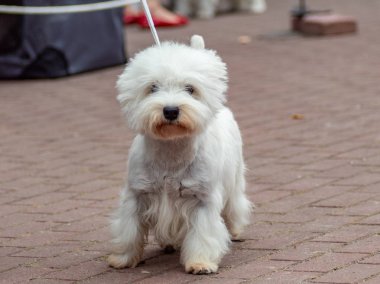 Köpek batı yayla beyaz terrier köpekler sergi 