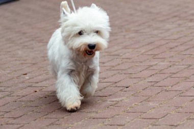 Köpek batı yayla beyaz terrier köpekler sergi 