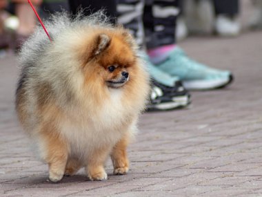 Köpek sergisiüzerinde Köpek pomeranian spitz