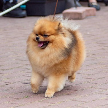 Köpek sergisiüzerinde Köpek pomeranian spitz