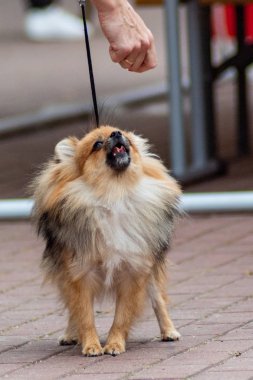 Köpek sergisiüzerinde Köpek pomeranian spitz
