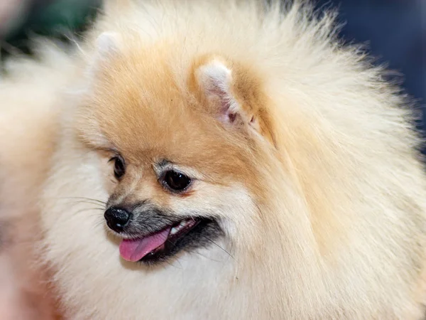 Cane Pomerania Spitz Cani Mostra — Foto Stock