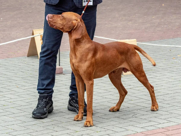 Венгерская Выставка Собак — стоковое фото