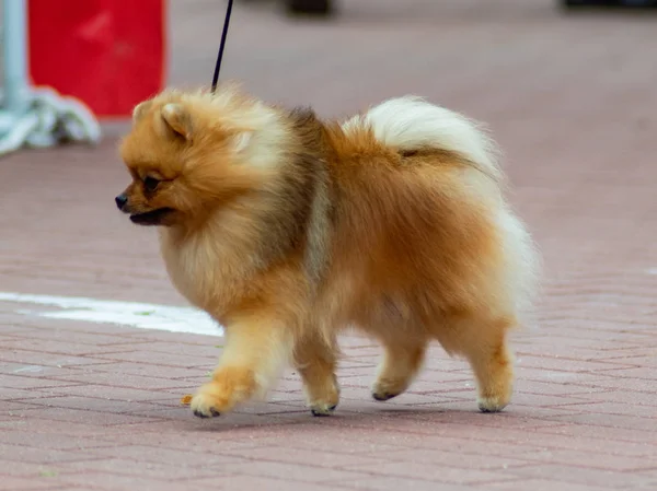Dog Pomeranian Spitz Exposição Cães — Fotografia de Stock