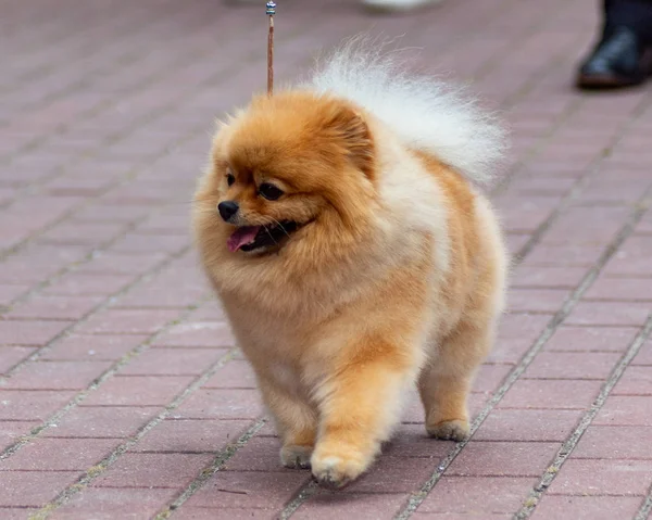 Dog Pomeranian Spitz Exposição Cães — Fotografia de Stock