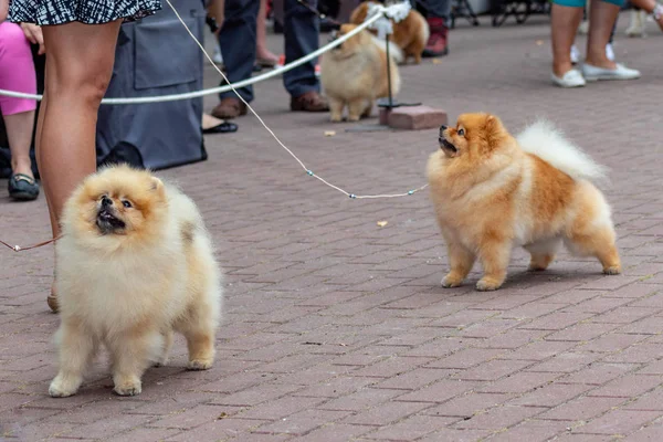 Cane Pomerania Spitz Cani Mostra — Foto Stock