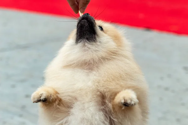 Köpek Sergisiüzerinde Köpek Pomeranian Spitz — Stok fotoğraf