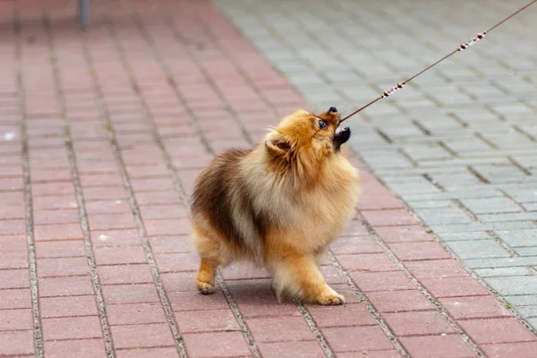 Hond Pommeren Spitz Honden Tentoonstelling — Stockfoto