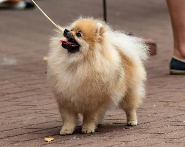 Dog Pomeranian Spitz Exposição Cães — Fotografia de Stock