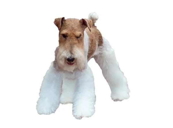ᐈ Wire Haired Terrier Stock Pictures Royalty Free Wirehaired