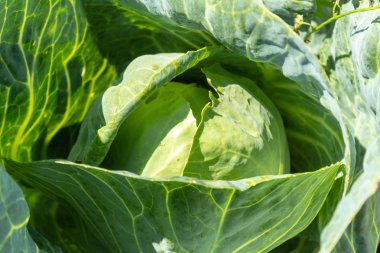 Bahçede beyaz lahana. Closeup.