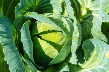 Bahçede beyaz lahana. Closeup.