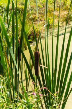 Bataklıktaki bulrushes. Parlak güneşli bir gün. Closeup.