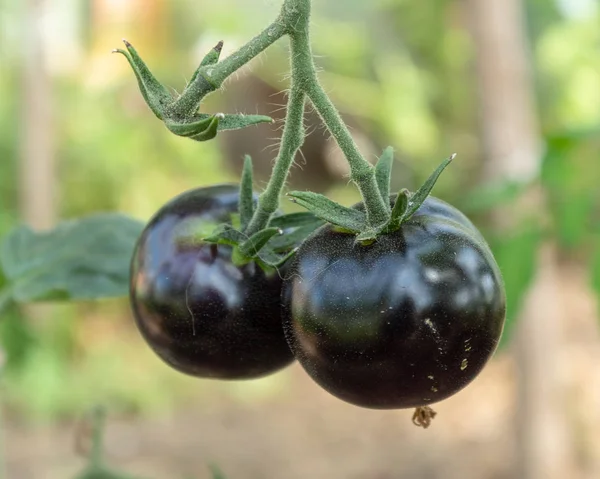A two ripe black tomatoes on a branch, closeup. Blurred background.