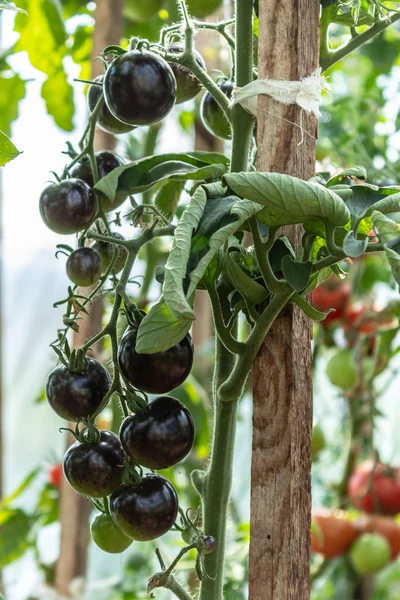 Grand Bouquet Tomates Noires Mûres Sur Une Branche Dans Potager — Photo