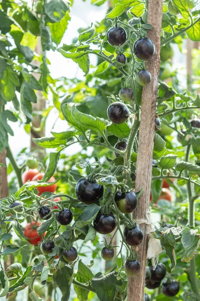 Gran Manojo Tomates Maduros Negros Todavía Madurando Una Rama Huerto — Foto de Stock