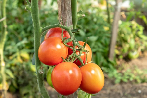 Bouquet Tomates Rouges Mûres Juteuses Sur Une Branche Gros Plan — Photo