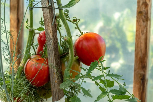 Ramo Tomates Rojos Verdes Una Rama Primer Plano Fondo Borroso — Foto de Stock