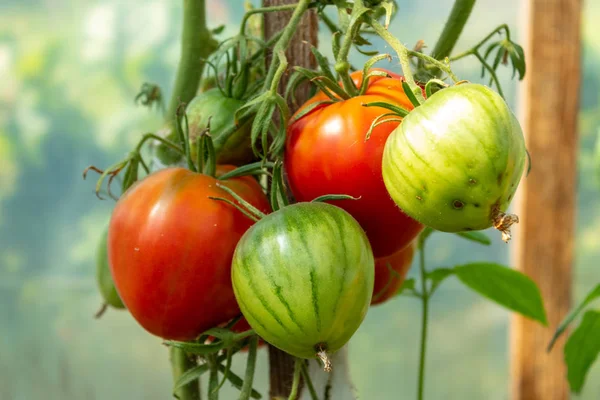 Bouquet Tomates Rouges Vertes Sur Une Branche Gros Plan Soleil — Photo
