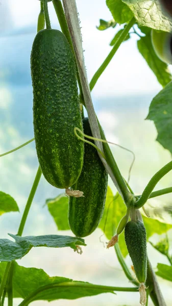 Tres Pepinos Maduros Grandes Medianos Pequeños Una Rama Jardín — Foto de Stock