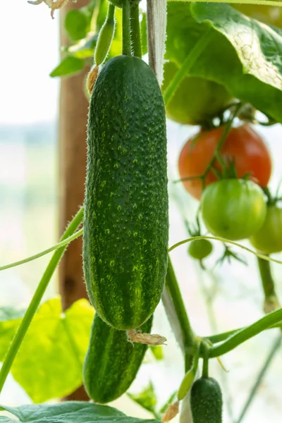 Pepino Primer Plano Del Invernadero Algunos Pepinos Tomates Más Sobre — Foto de Stock