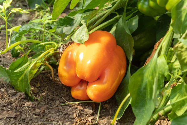 Naranja Pimientos Dulces Jugosos Una Rama Encuentra Suelo Verde Orientación — Foto de Stock