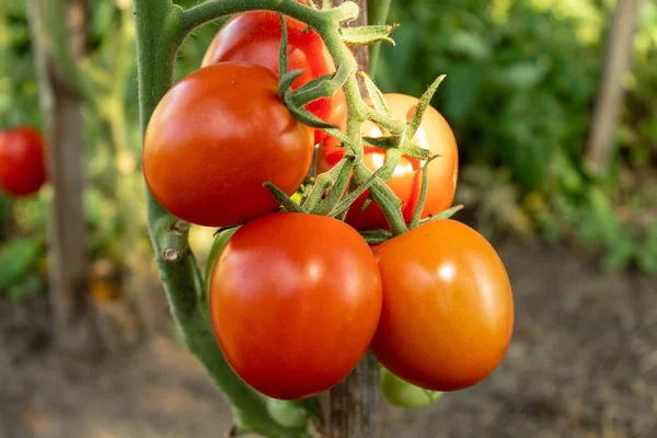 Bouquet Tomates Rouges Mûres Fraîches Sur Une Branche Gros Plan — Photo