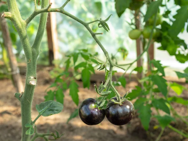 Deux Tomates Noires Mûres Sur Une Longue Branche Gros Plan — Photo