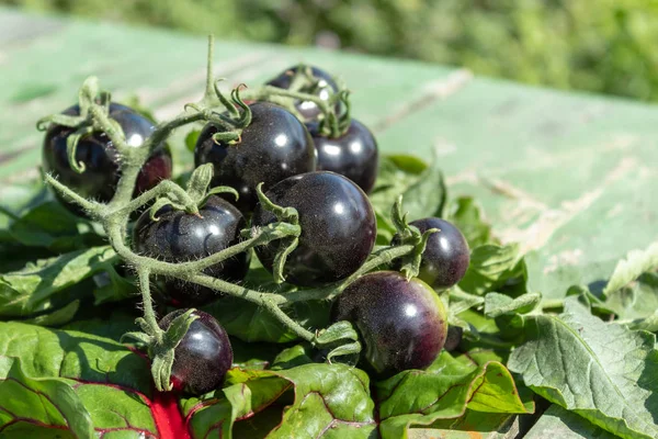 Bouquet Tomates Noires Sur Une Branche Est Posé Sur Table — Photo