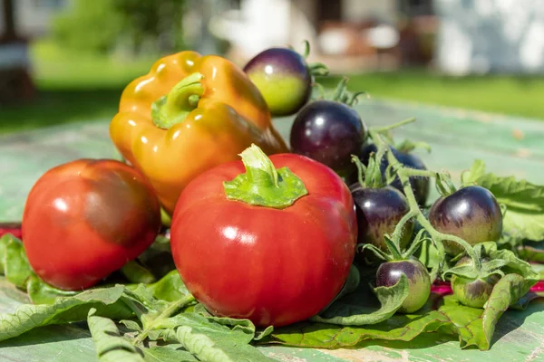 Mélange Légumes Sur Table Verte Tomates Noires Poivrons Rouges Oranges — Photo