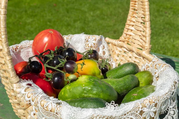 Panier Avec Une Récolte Légumes Tomates Rouges Noires Poivrons Concombres — Photo