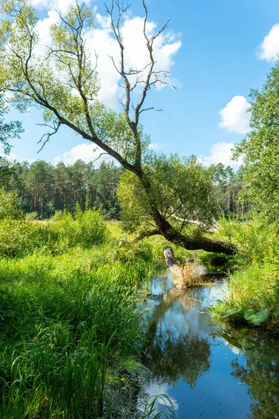 Zomer Landelijk Landschap Zonnige Dag Een Boom Leunend Rivier Groen — Stockfoto