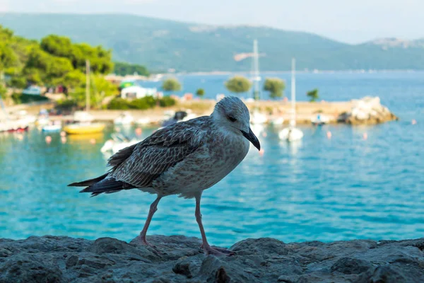 Pájaro Grande Está Buscando Comida Fondo Paisaje Marino Primer Plano —  Fotos de Stock