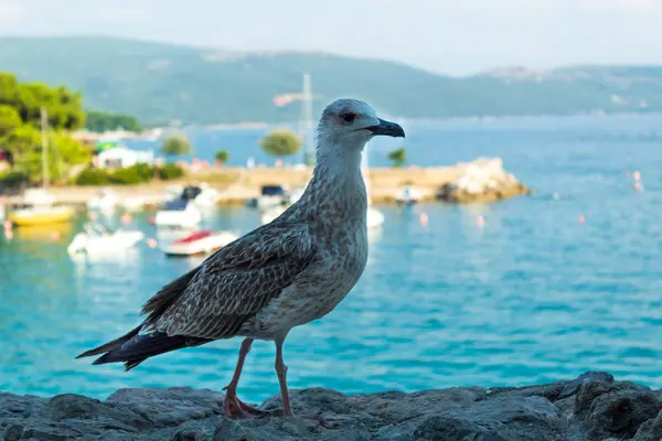 Stor Fågel Bakgrund Havslandskapet Närbild Suddig Bakgrund Krk Krk Kroatien — Stockfoto