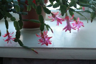 Pencerede Schlumbergera Çiçeği