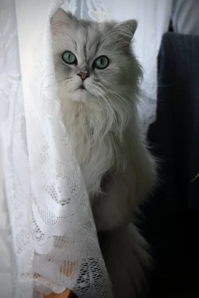 Persian Cat Windowsill — Stock Photo, Image