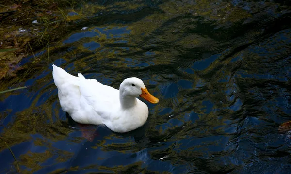 Weiße Ente Auf Dem See — Stockfoto