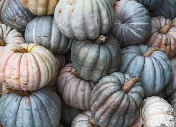 Pumpkins , orange and green color background