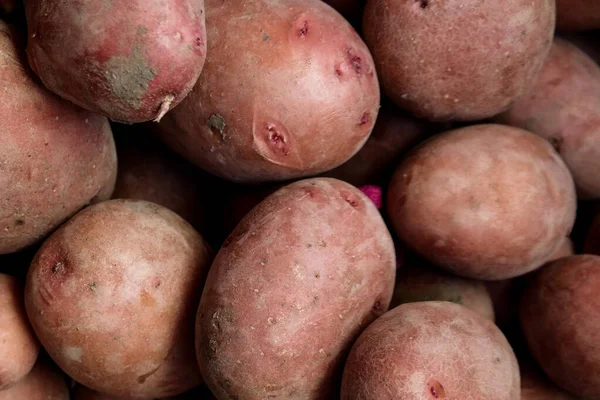 Красная органическая картошка. Свежесобранный картофель. Питание. Естественное здоровое питание Стоковое Изображение