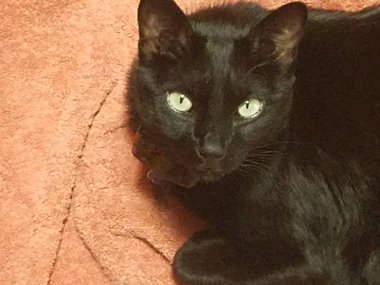 Turuncu havlu üzerinde siyah kedi