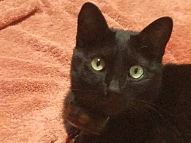 Turuncu havlu üzerinde siyah kedi